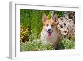 Pembroke Welsh Corgi Sitting in Garden in Garden-Zandria Muench Beraldo-Framed Photographic Print