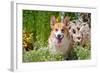 Pembroke Welsh Corgi Sitting in Garden in Garden-Zandria Muench Beraldo-Framed Photographic Print