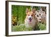 Pembroke Welsh Corgi Sitting in Garden in Garden-Zandria Muench Beraldo-Framed Photographic Print