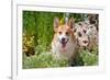 Pembroke Welsh Corgi Sitting in Garden in Garden-Zandria Muench Beraldo-Framed Photographic Print