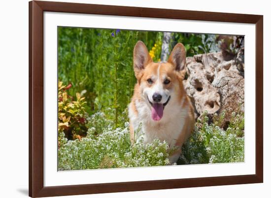 Pembroke Welsh Corgi Sitting in Garden in Garden-Zandria Muench Beraldo-Framed Photographic Print