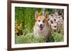 Pembroke Welsh Corgi Sitting in Garden in Garden-Zandria Muench Beraldo-Framed Photographic Print