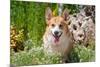 Pembroke Welsh Corgi Sitting in Garden in Garden-Zandria Muench Beraldo-Mounted Photographic Print