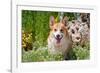 Pembroke Welsh Corgi Sitting in Garden in Garden-Zandria Muench Beraldo-Framed Photographic Print