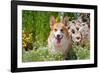 Pembroke Welsh Corgi Sitting in Garden in Garden-Zandria Muench Beraldo-Framed Photographic Print