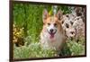 Pembroke Welsh Corgi Sitting in Garden in Garden-Zandria Muench Beraldo-Framed Photographic Print