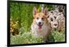 Pembroke Welsh Corgi Sitting in Garden in Garden-Zandria Muench Beraldo-Framed Photographic Print