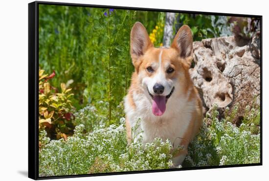 Pembroke Welsh Corgi Sitting in Garden in Garden-Zandria Muench Beraldo-Framed Stretched Canvas