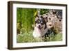 Pembroke Welsh Corgi Sitting in Garden in Garden-Zandria Muench Beraldo-Framed Photographic Print