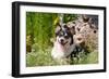 Pembroke Welsh Corgi Sitting in Garden in Garden-Zandria Muench Beraldo-Framed Photographic Print