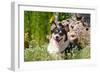 Pembroke Welsh Corgi Sitting in Garden in Garden-Zandria Muench Beraldo-Framed Photographic Print