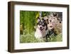 Pembroke Welsh Corgi Sitting in Garden in Garden-Zandria Muench Beraldo-Framed Photographic Print