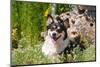 Pembroke Welsh Corgi Sitting in Garden in Garden-Zandria Muench Beraldo-Mounted Photographic Print