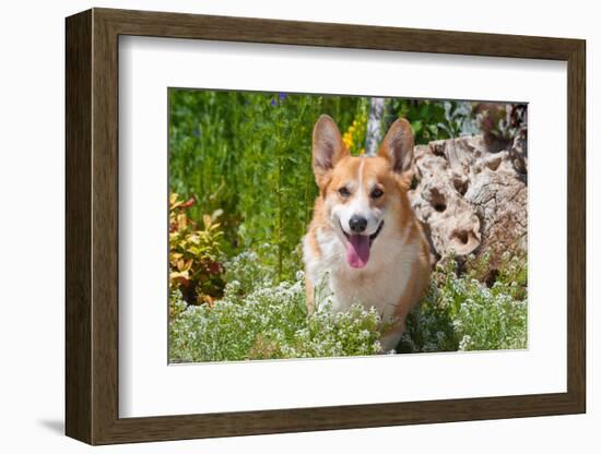 Pembroke Welsh Corgi Sitting in Garden in Garden-Zandria Muench Beraldo-Framed Photographic Print