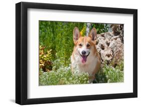 Pembroke Welsh Corgi Sitting in Garden in Garden-Zandria Muench Beraldo-Framed Photographic Print