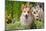 Pembroke Welsh Corgi Sitting in Garden in Garden-Zandria Muench Beraldo-Mounted Photographic Print