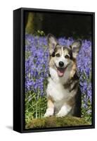 Pembroke Welsh Corgi Standing in Bluebells-null-Framed Stretched Canvas