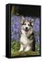 Pembroke Welsh Corgi Standing in Bluebells-null-Framed Stretched Canvas