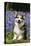 Pembroke Welsh Corgi Standing in Bluebells-null-Stretched Canvas