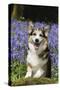 Pembroke Welsh Corgi Standing in Bluebells-null-Stretched Canvas