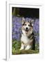 Pembroke Welsh Corgi Standing in Bluebells-null-Framed Photographic Print