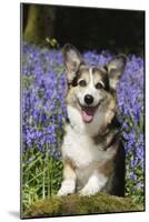 Pembroke Welsh Corgi Standing in Bluebells-null-Mounted Photographic Print