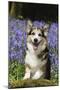 Pembroke Welsh Corgi Standing in Bluebells-null-Mounted Photographic Print