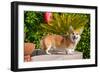 Pembroke Welsh Corgi Standing Poolside-Zandria Muench Beraldo-Framed Photographic Print