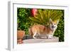 Pembroke Welsh Corgi Standing Poolside-Zandria Muench Beraldo-Framed Photographic Print