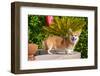 Pembroke Welsh Corgi Standing Poolside-Zandria Muench Beraldo-Framed Photographic Print