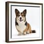 Pembrokeshire Welsh Corgi Undocked Dog, 9 Months Old, Sitting-Jane Burton-Framed Photographic Print