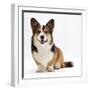 Pembrokeshire Welsh Corgi Undocked Dog, 9 Months Old, Sitting-Jane Burton-Framed Photographic Print