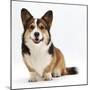 Pembrokeshire Welsh Corgi Undocked Dog, 9 Months Old, Sitting-Jane Burton-Mounted Photographic Print