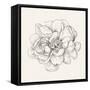 Pen and Ink Florals IV-Danhui Nai-Framed Stretched Canvas