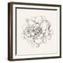 Pen and Ink Florals IV-Danhui Nai-Framed Art Print