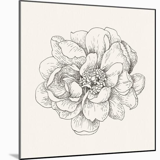 Pen and Ink Florals IV-Danhui Nai-Mounted Art Print