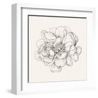 Pen and Ink Florals IV-Danhui Nai-Framed Art Print