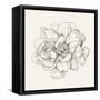 Pen and Ink Florals IV-Danhui Nai-Framed Stretched Canvas