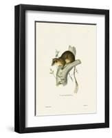 Pen-Tailed Treeshrew-null-Framed Premium Giclee Print