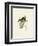 Pen-Tailed Treeshrew-null-Framed Premium Giclee Print