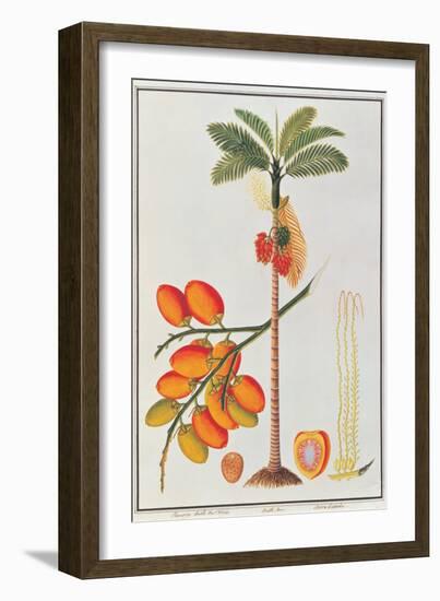Penang Betle Nut Tree-Porter Design-Framed Giclee Print
