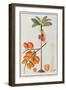 Penang Betle Nut Tree-Porter Design-Framed Giclee Print