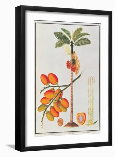 Penang Betle Nut Tree-Porter Design-Framed Giclee Print