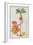 Penang Betle Nut Tree-Porter Design-Framed Giclee Print