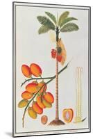 Penang Betle Nut Tree-Porter Design-Mounted Giclee Print