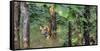 Pench National Park-Art Wolfe-Framed Stretched Canvas