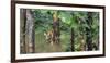 Pench National Park-Art Wolfe-Framed Photographic Print