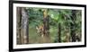 Pench National Park-Art Wolfe-Framed Photographic Print