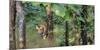 Pench National Park-Art Wolfe-Mounted Photographic Print