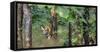 Pench National Park-Art Wolfe-Framed Stretched Canvas